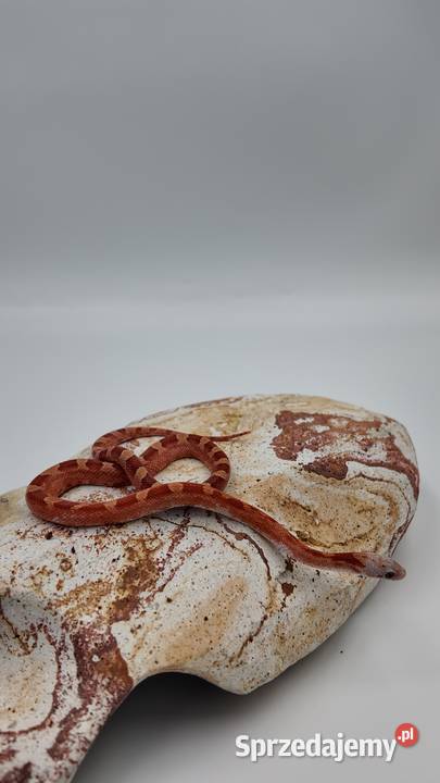 Piękny samiec węża zbożowego Bloodred Pied Sited Olsztyn