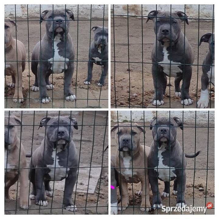 Amstaff American staffordshire terrier