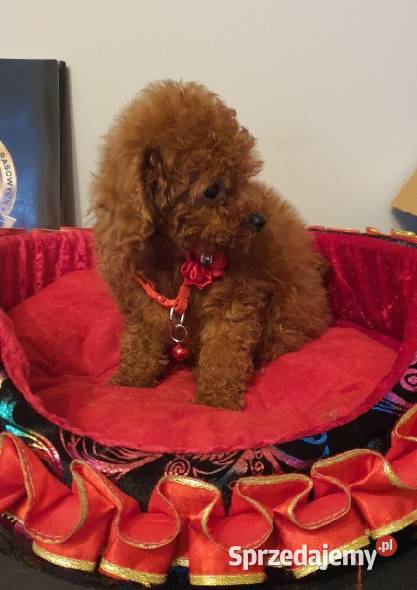 Pudel Toypudelek red śliczna suczka Pozostałe