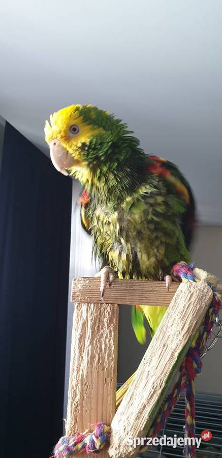 Amazonka Oratrix żółtogardła Ptaki mazowieckie Marki