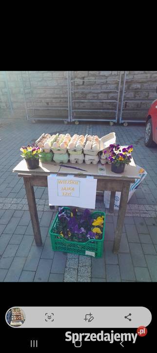 Jaja wiejskie kury na rosół Dybawka