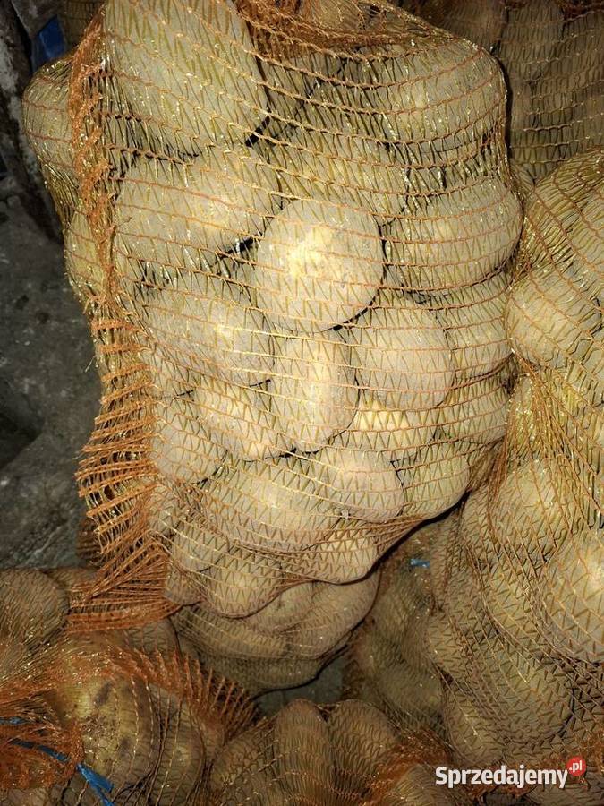 Ziemnikai soraya Kalina Mała