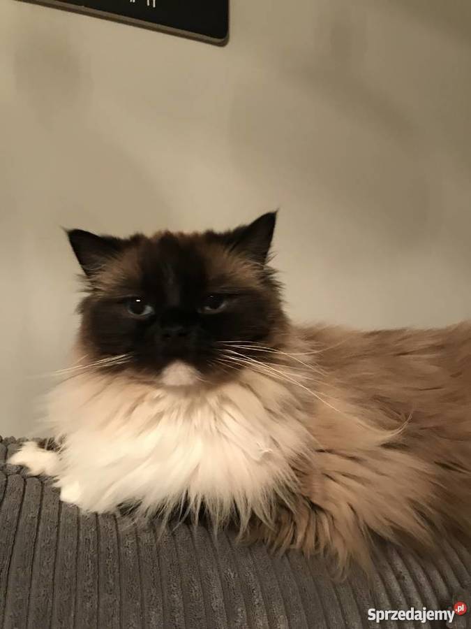 Kot Ragdoll Marki