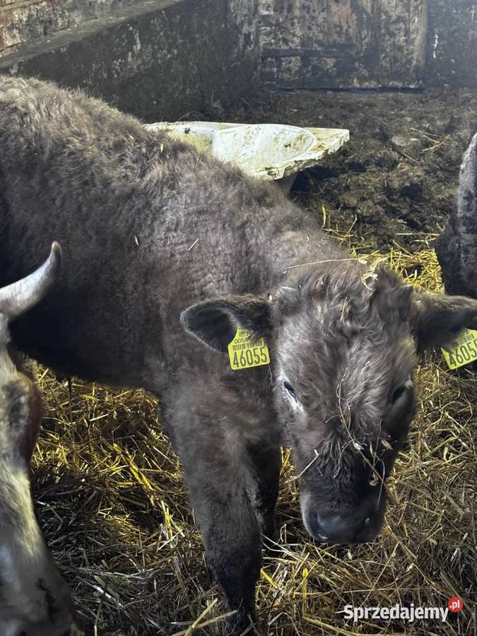 Odsadek byczek MM warmińsko-mazurskie Lidzbark Warmiński sprzedam