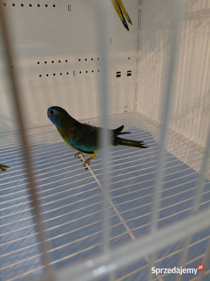 Łąkówki wspaniale Kalisz