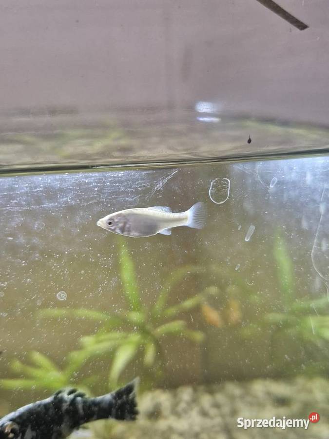 Molinezje księżycowe WYSYŁKA Zawiercie