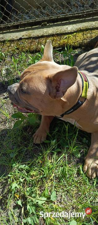 American Bully 1 rol suka metryka Bolesławiec
