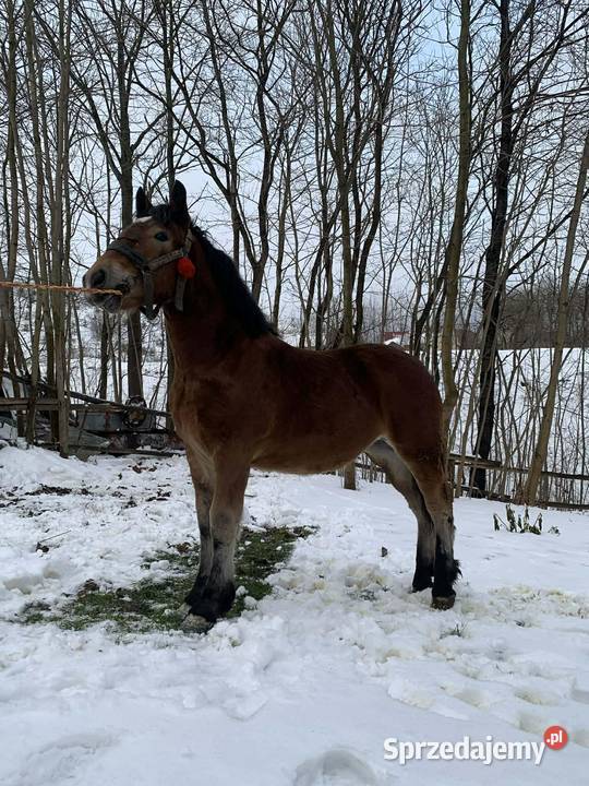 Źrebica zimnokrwista Łagów