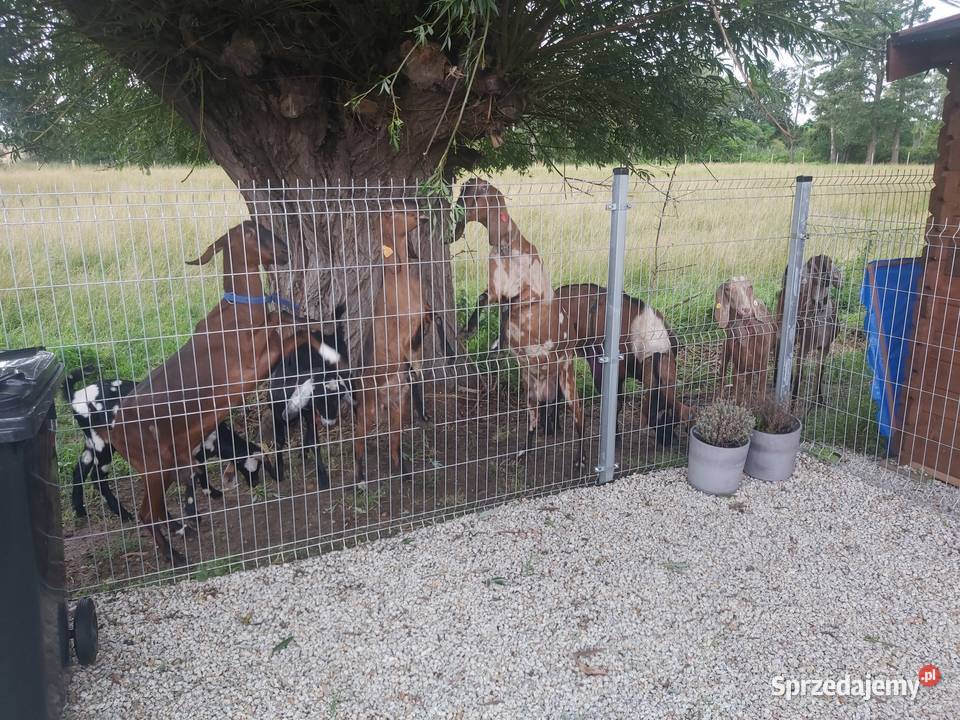 Stado kóz anglonubijskich wielkopolskie Gądki sprzedam