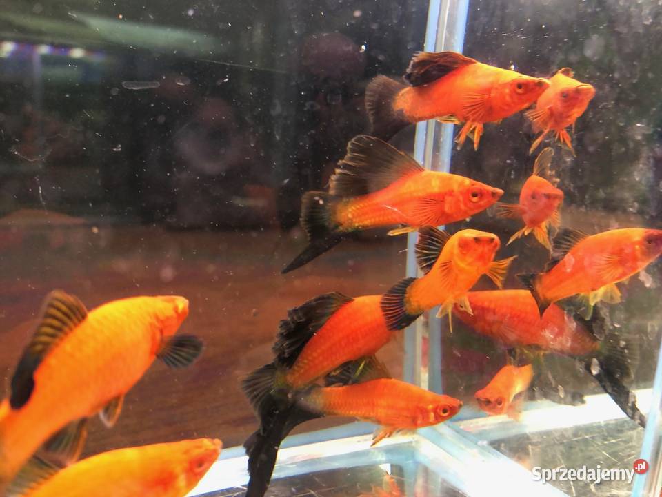 Mieczyk Kalafior Cauliflower Wagtali Justynów