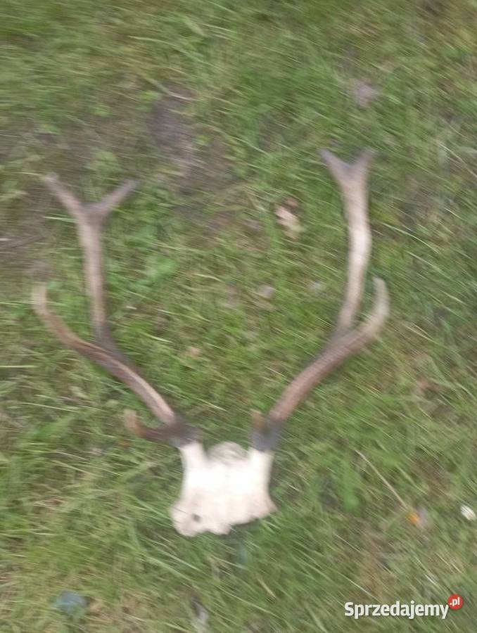 poroze jelenia z czaszka Częstochowa