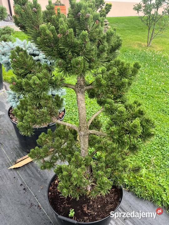 bonsai sosna gnom 120 Biertowice