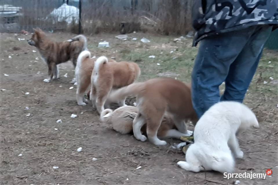 Akita Inu czerwone i białe gotowe do zmiany domu lubelskie Kock