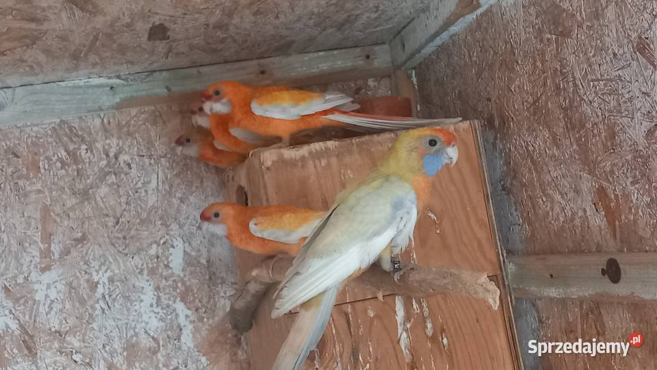 Rozelle królewskie Tuszyn sprzedam