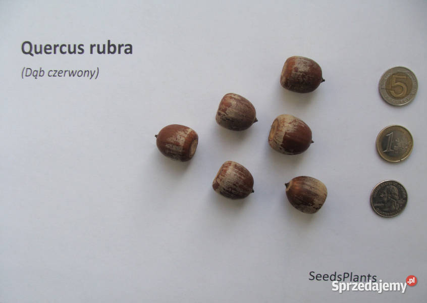 DĄB CZERWONY Quercus rubra NASIONA 15 sztuk 100g Lubanie