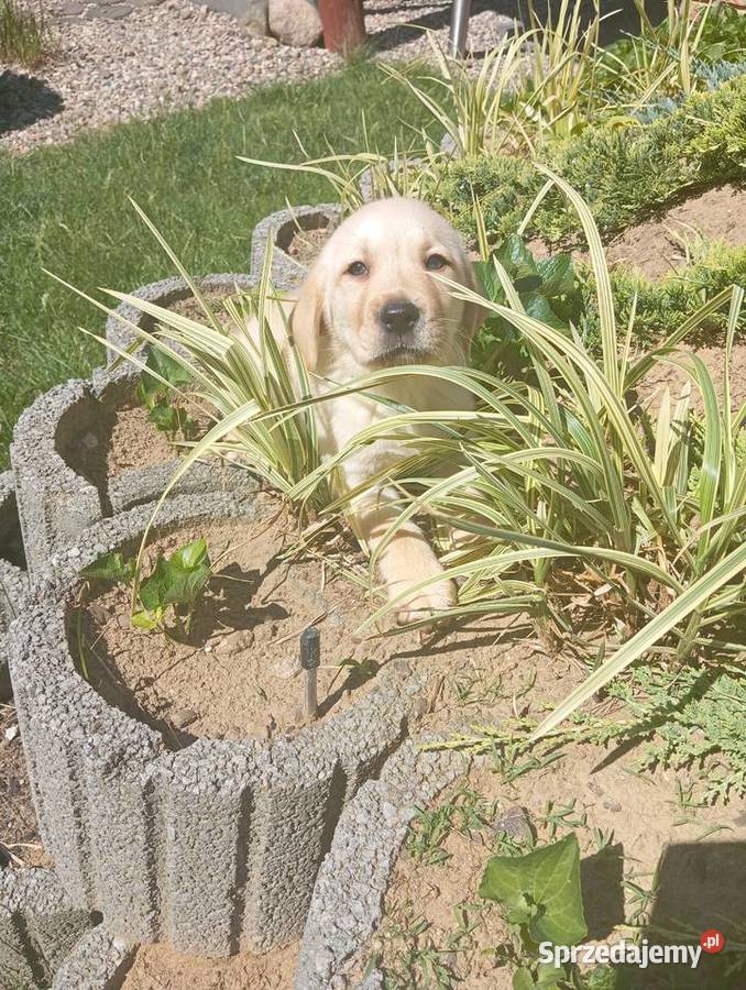 Labrador retriever szczenięta z rodowodem Popowo Stare sprzedam