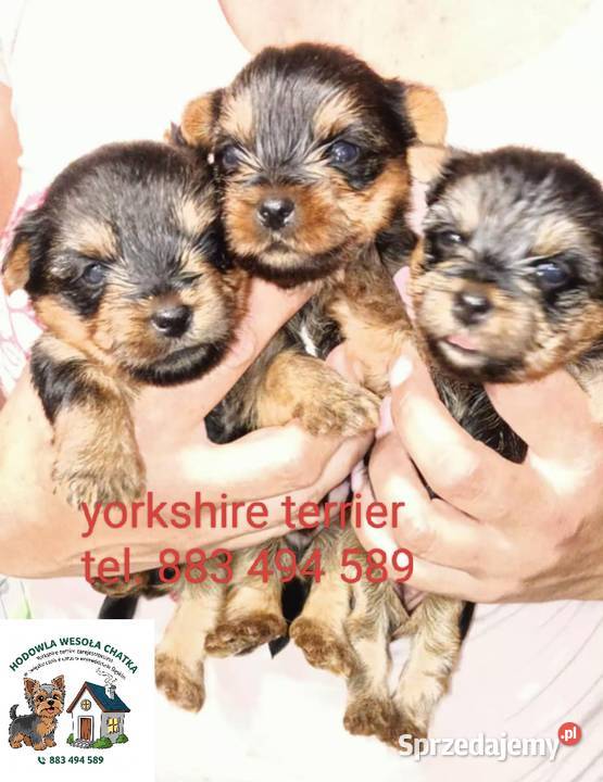 Jedna dziewczynka i dwóch chłopaków śląskie