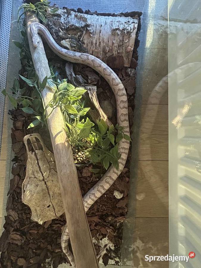 Wąż zbożowy lawendowy Brusy sprzedam