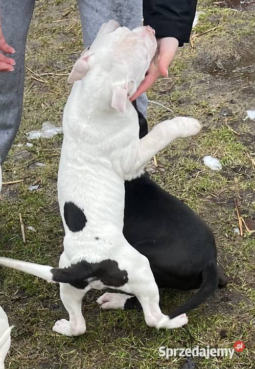 Amstaff suczka ostatnio Psy zachodniopomorskie Świdwin sprzedam