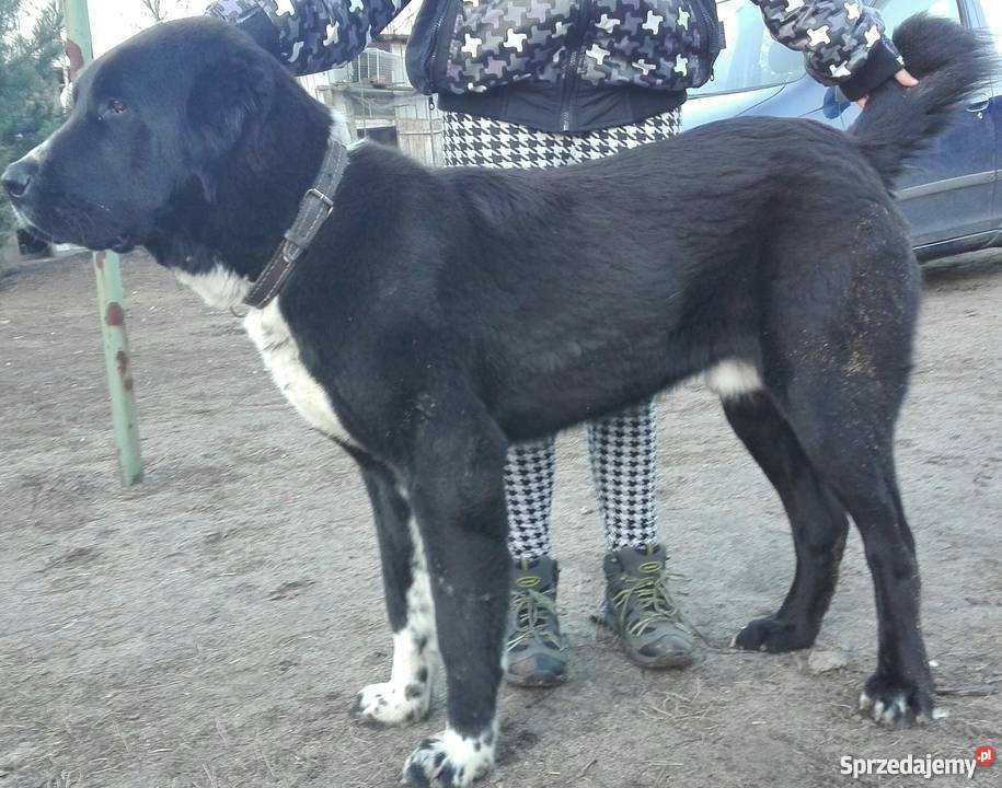 owczarek środkowoazjatycki czarne szczeniaki Zelów