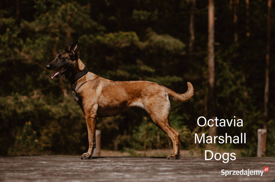 Owczarek belgijski malinois Suwałki