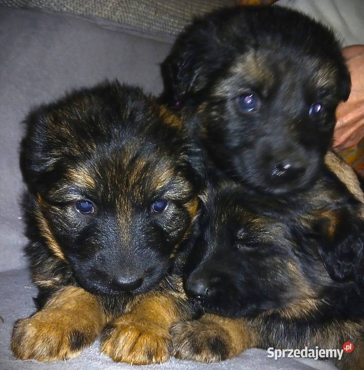 Sprzedam szczeniaki rasy owczarek niemiecki Busko-Zdrój