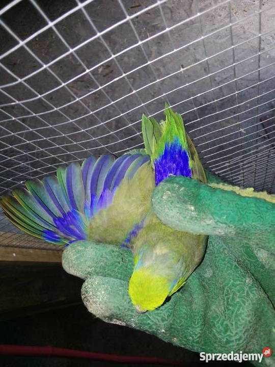 Papugi wróbliczki lubuskie Goszczanowo