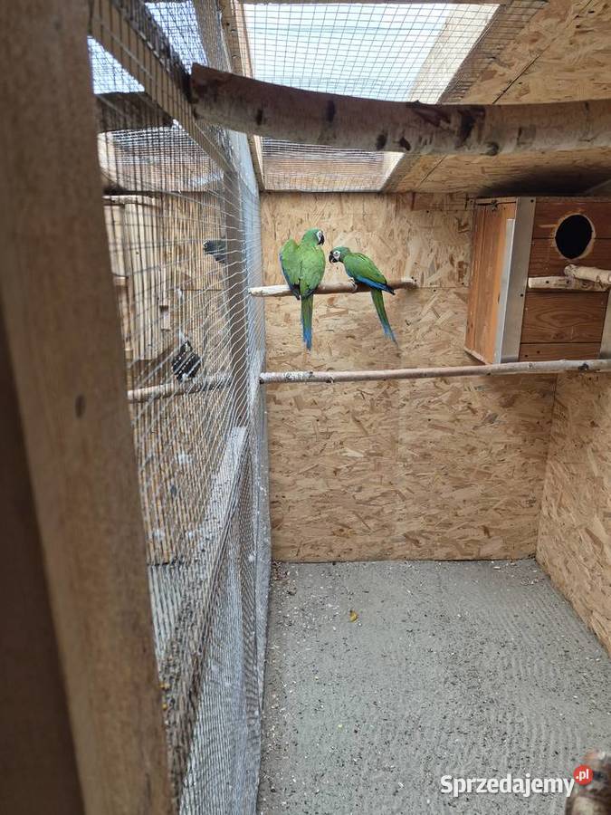 Para ary ararauny Przeworsk