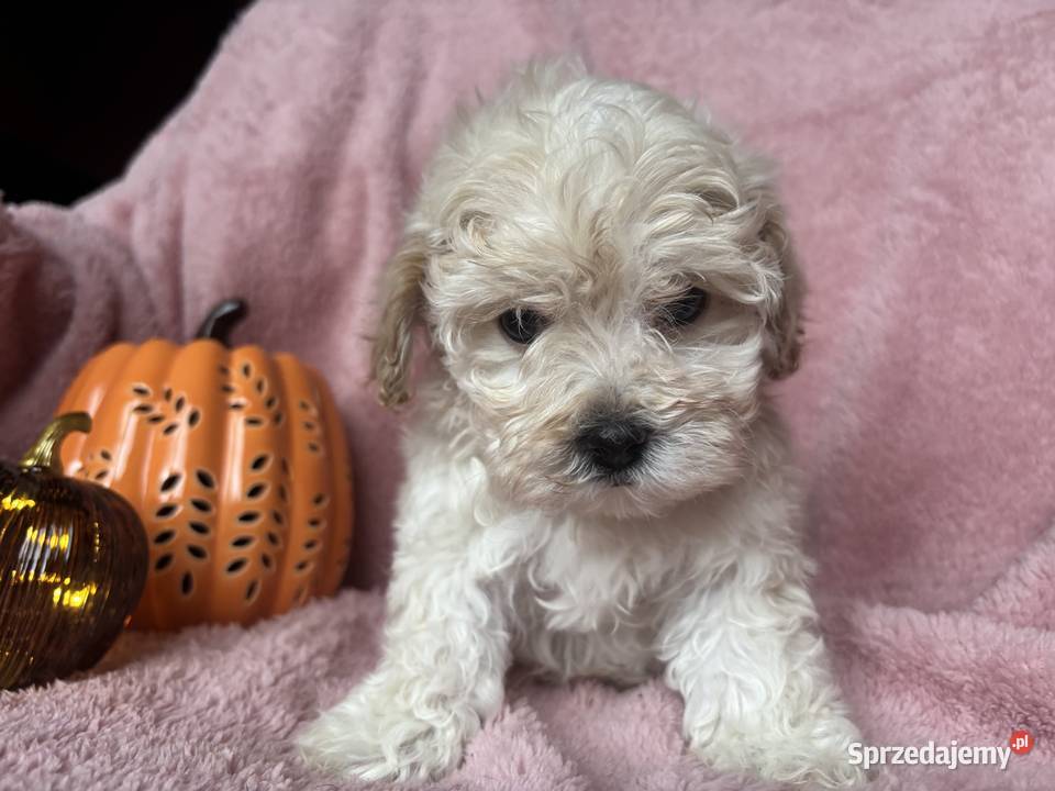 Maltipoo piesek F1 biszkoptowy Pozostałe Częstochowa