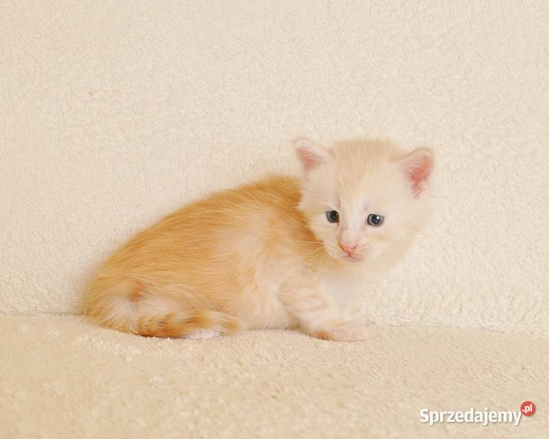 Śliczny kocurek Maine Coon LEGALNA HODOWLA sprzedam