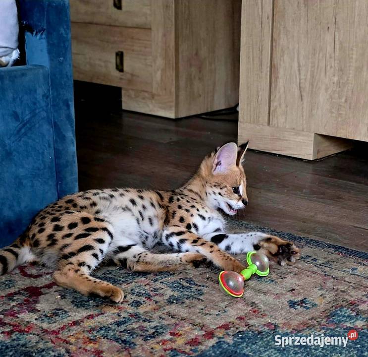 Serwal Afrykański Leptailurus serval przepiękna sprzedam