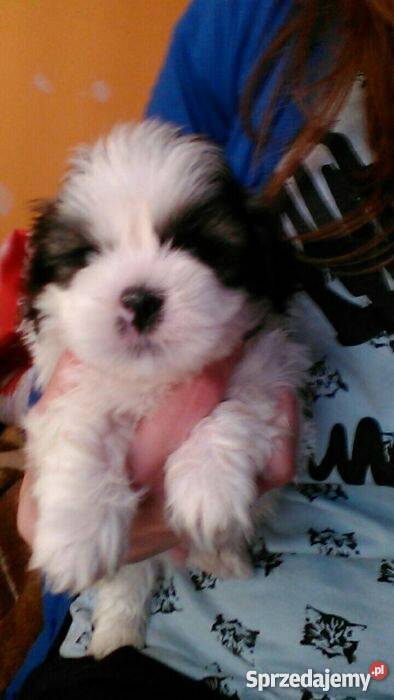 piesek shih tzu sprzedam Psy Białystok sprzedam
