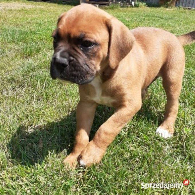 Sprzedam szczeniaki boksera Rakówka