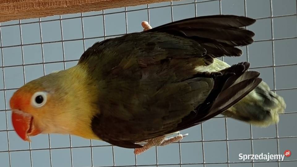 Nierozłączki Wadowice Dolne sprzedam