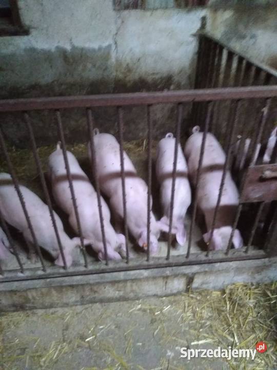 Sprzedam prosięta waga średnia 3334 sprzedam