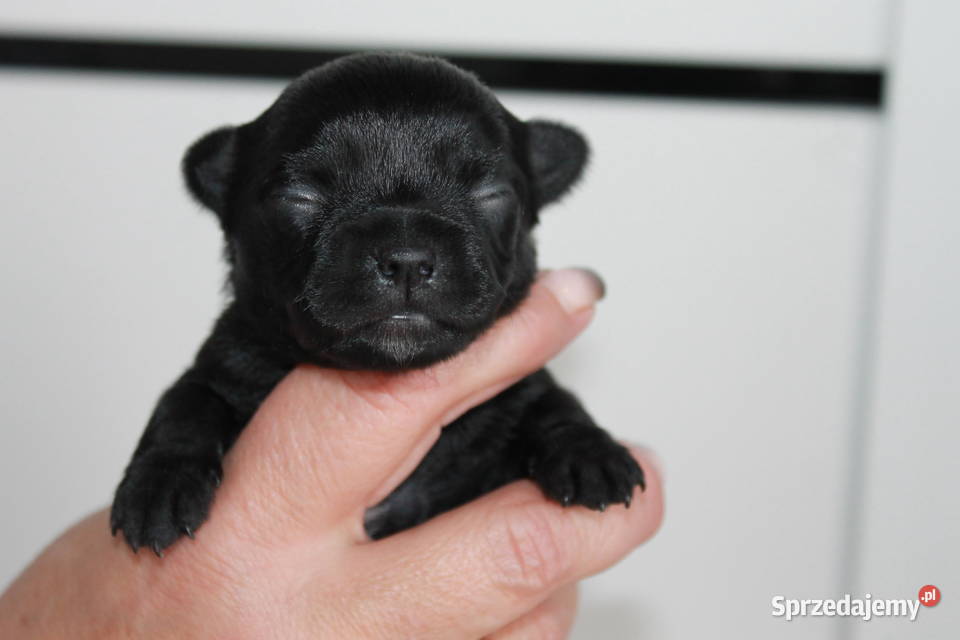 Chihuahua suczka ZKwP FCI zachodniopomorskie Świnoujście
