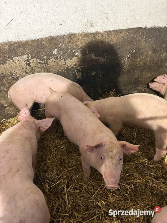 Sprzedam prosięta do dalszego chowu rolnika