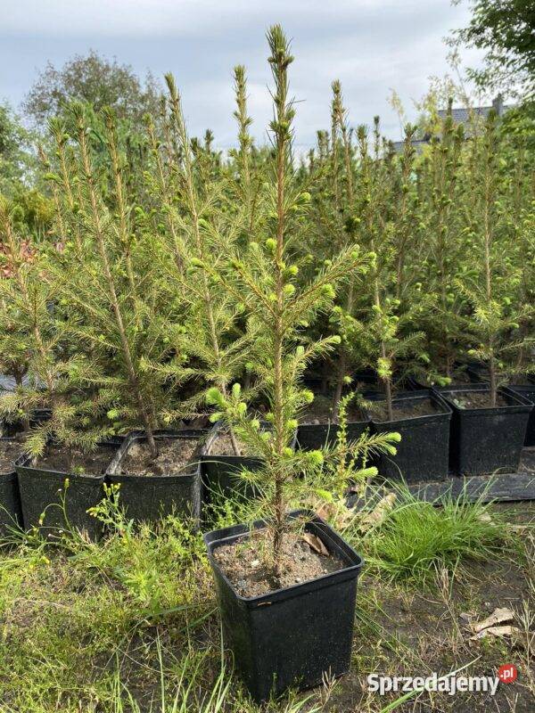 Świerk pospolity Picea Abies 5070 w doniczce Rybnik