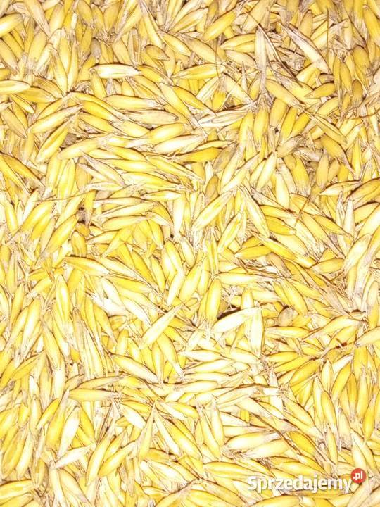 Owies Rambo centrali Iłża