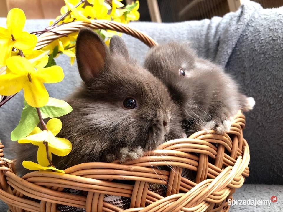 Króliki miniaturki teddy królik miniaturka Glinik Dolny