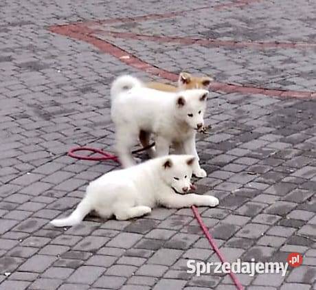 Szczenięta rasy Akita Inu Namysłów