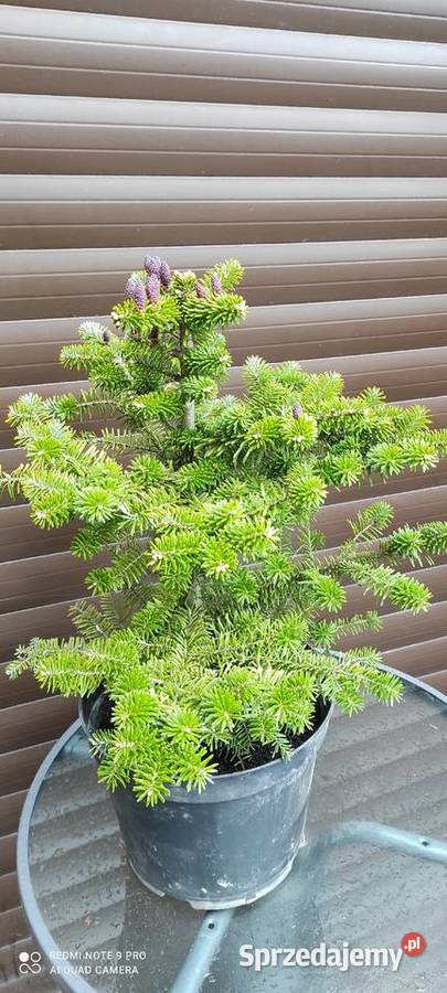 Jodły koreańskie z szyszkami w donicy Rośliny Grójec