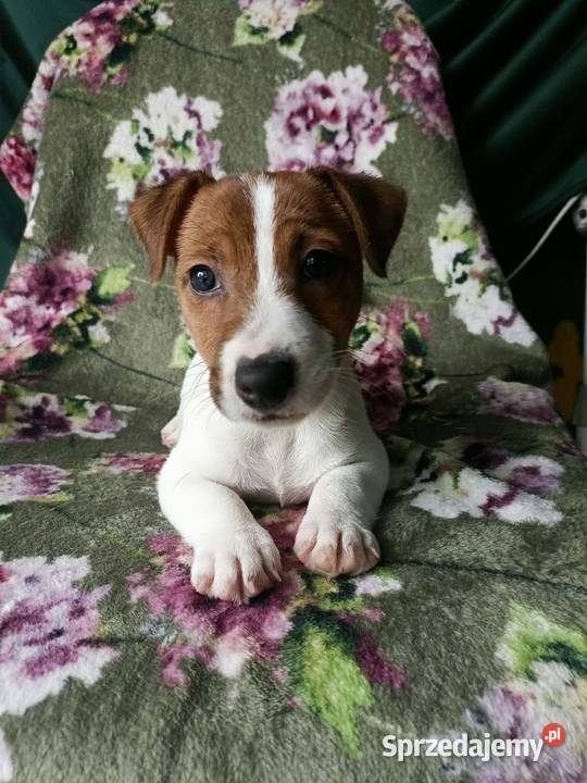 Wzorcowy Jack Russell terrier JRT doskonała Krapkowice