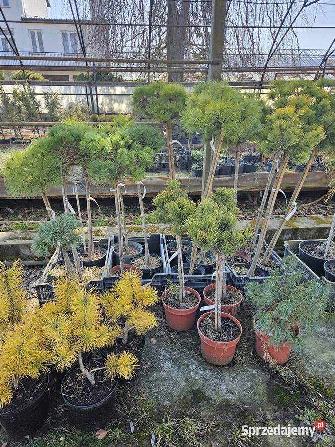 Sosna Proszowice sprzedam