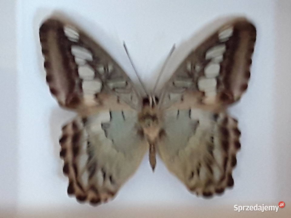 Motyl w ramce 12x10 Parthenos sylvia 65 mm zachodniopomorskie Szczecin