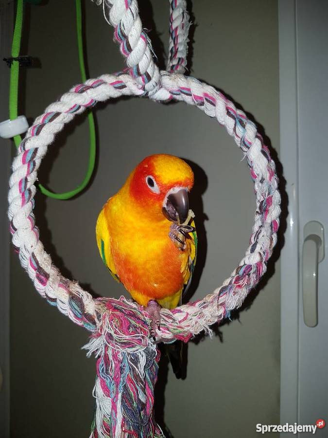 Konura słoneczna 3 letnia ręcznie karmiona sprzedam