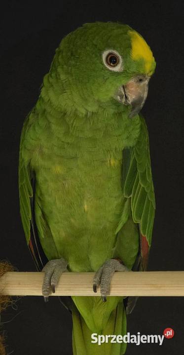 Sprzedam Amazonke Goszczyno