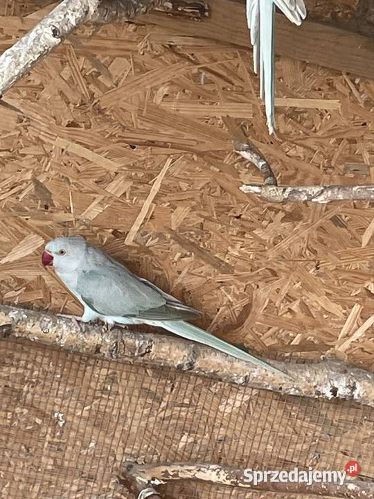 Aleksandreta obrożna Rudka