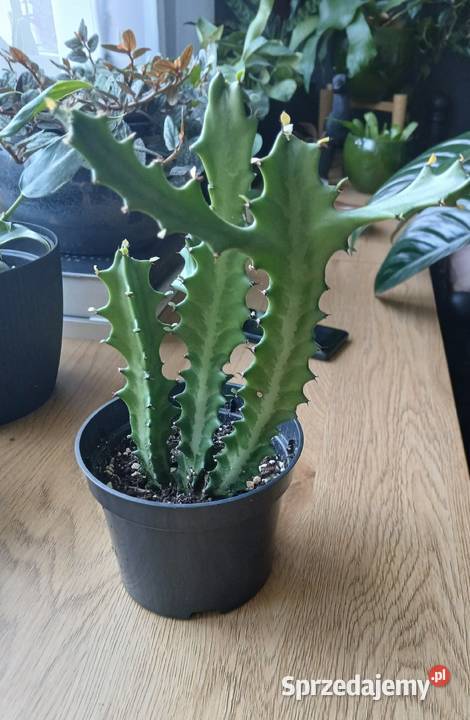 Euphorbia lactea kolekcjonerski wilczomlecz śląskie Częstochowa sprzedam