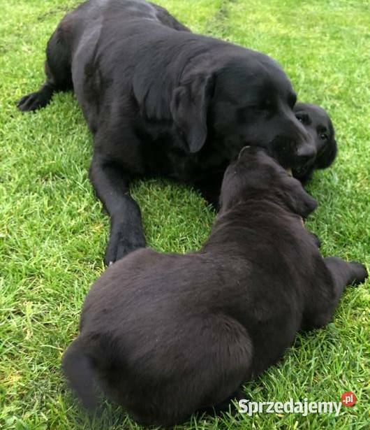 Szczeniaki labradora biszkoptowe i czarne mazowieckie Radom